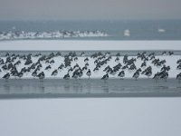 kieviten op ijs bij de Staart-Horst  Kieviten op trek : Vanellus vanellus