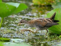 Zapornia parva 15, Klein waterhoen, Saxifraga-Tom Heijnen