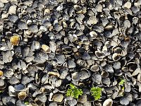 Washed up  shells of Corbicula clams, Biesbosch NP, South Holland, Netherlands  Washed up  shells of Corbicula clams, Biesbosch NP, South Holland, Netherlands : background, bivalva, clam, fauna, many, natural, nature, shell, shells, wash up, asian clam, asian clams, clams, corbicula, introduces species, no people, nobody, outdoors, outside, textured