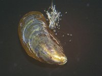 Mytilus edulis 29, Mossel, Foto Fitis-Sytske Dijksen