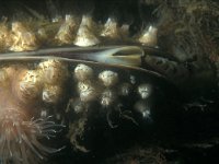 Elminius modestus, Australasian Barnacle