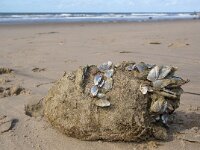 Lepas anatifera 8, Grote eendenmossel, Saxifraga-Foto Fitis-Sytske Dijksen
