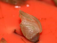 Lepas pectinata 2, Ruwe eendenmossel, Saxifraga-Foto Fitis-Sytske Dijksen