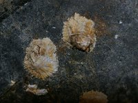 Verruca stroemia, Wart Barnacle