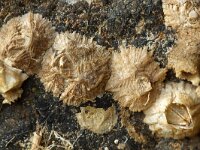 Verruca stroemia 2, Ritspok, Saxifraga-Foto Fitis-Sytske Dijksen