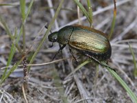 Anomala dubia 7, Saxifraga-Tom Heijnen