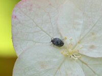 Anthrenus verbasci 9, Gewone tapijtkever, Saxifraga-Tom Heijnen