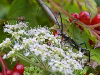 Aromia moschata 18, Muskusboktor, Saxifraga-Tom Heijnen