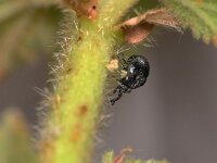 Aspidapion radiolus 3, Saxifraga-Tom Heijnen