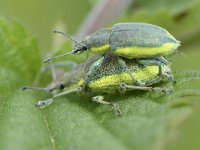 Chlorophanus viridis 8, Groene distelsnuitkever, Saxifraga-Tom Heijnen