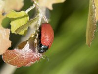 Chrysomela populi 15, Grote populierenhaan, Saxifraga-Willem van Kruijsbergen