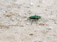 Cicindela campestris 10, Groene zandloopkever, Saxifraga-Tom Heijnen