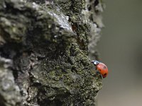 Coccinella septempunctata 46, Zevenstippelig Lieveheersbeestje, Saxifraga-Tom Heijnen