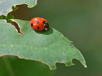 Coccinella septempunctata 48, Zevenstippelig Lieveheersbeestje, Saxifraga-Tom Heijnen