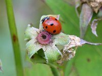 Coccinella septempunctata 50, Zevenstippelig Lieveheersbeestje, Saxifraga-Tom Heijnen