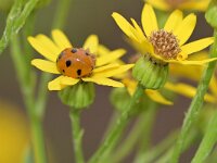 Coccinella septempunctata 51, Zevenstippelig Lieveheersbeestje, Saxifraga-Tom Heijnen