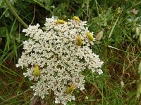 Cteniopus sulphureus 3, Zwavelgele bloemenkever, Saxifraga-Hans Grotenhuis