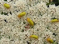 Cteniopus sulphureus 4, Zwavelgele bloemenkever, Saxifraga-Hans Grotenhuis