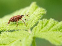 Curculio glandium 8, Kleine eikelboorder, Saxifraga-Gerard de Jong : Curculio glandium, Insect, Kever, Kleine eikelboorder, Landgoed Beverweerd, Macro, Overig, Saxifraga Beeldbank