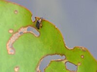 Galerucella nymphaeae 9, Waterleliehaantje, Saxifraga-Tom Heijnen