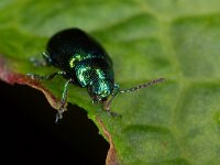 Gastrophysa viridula 3, Groen zuringhaantje, Saxifraga-Luc Hoogenstein