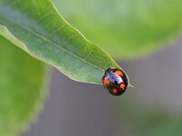 Harmonia axyridis f spectabilis 7, Viervlekkig Aziatisch lieveheersbeestje, Saxifraga-Tom Heijnen