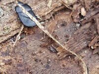 Hololepta plana