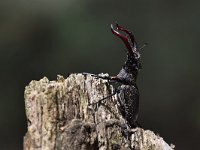 Lucanus cervus 102, Vliegend hert, Saxifraga-Luuk Vermeer