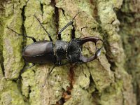 Lucanus cervus 84, Vliegend hert, Saxifraga-Luuk Vermeer