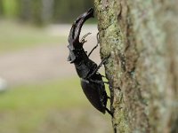 Lucanus cervus 86, Vliegend hert, Saxifraga-Luuk Vermeer