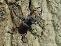 Lucanus cervus 87, Vliegend hert, Saxifraga-Luuk Vermeer