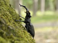 Lucanus cervus 93, Vliegend hert, Saxifraga-Luuk Vermeer