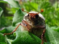 Melolontha melolontha 37, Meikever, Saxifraga-Hans Grotenhuis