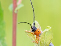 Oberea oculata