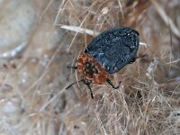 Oiceoptoma thoracicum 9, Oranje aaskever, Saxifraga-Tom Heijnen