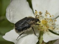 Oxythyrea funesta 4, Rouwende gouden tor, Saxifraga-Marijke Verhagen