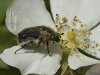 Oxythyrea funesta 5, Rouwende gouden tor, Saxifraga-Marijke Verhagen