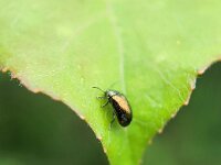Phratora vitellinae