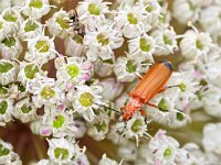 Rhagonycha fulva 25, Rode weekschild, Saxifraga-Tom Heijnen