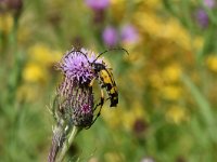 Rutpela maculata 5, Geringelde smalboktor, Saxifraga-Luuk Vermeer