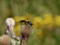 Rutpela maculata 9, Geringelde smalboktor, Saxifraga-Luuk Vermeer