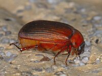 Serica brunna #08018 : Serica brunna, Roestbruine Bladsprietkever