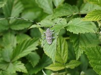 KULA-BESNA KOBILA. ACANTHOCINUS AEDILIS.