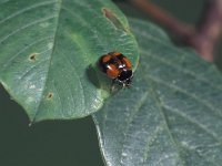 Adalia bipunctata 4, Tweestippelig lieveheersbeestje, Saxifraga-Frits Bink