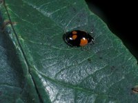 Adalia bipunctata 6, Tweestippelig lieveheersbeestje, Saxifraga-Frits Bink