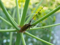 Agapanthia annularis