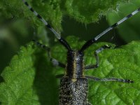 Agapanthia villosoviridescens 10, Gewone distelboktor, Saxifraga-Rutger Barendse