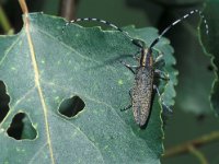 Agapanthia villosoviridescens 3, Gewone distelboktor, Saxifraga-Frits Bink