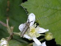 Agapanthia villosoviridescens #01935 : Agapanthia villosoviridescens, Golden-bloomed Grey Longhorn, Distelbok