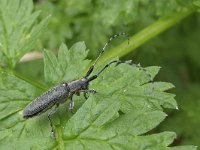 Agapanthia villosoviridescens N0807 : Agapanthia villosoviridescens, Golden-bloomed Grey Longhorn, Distelbok